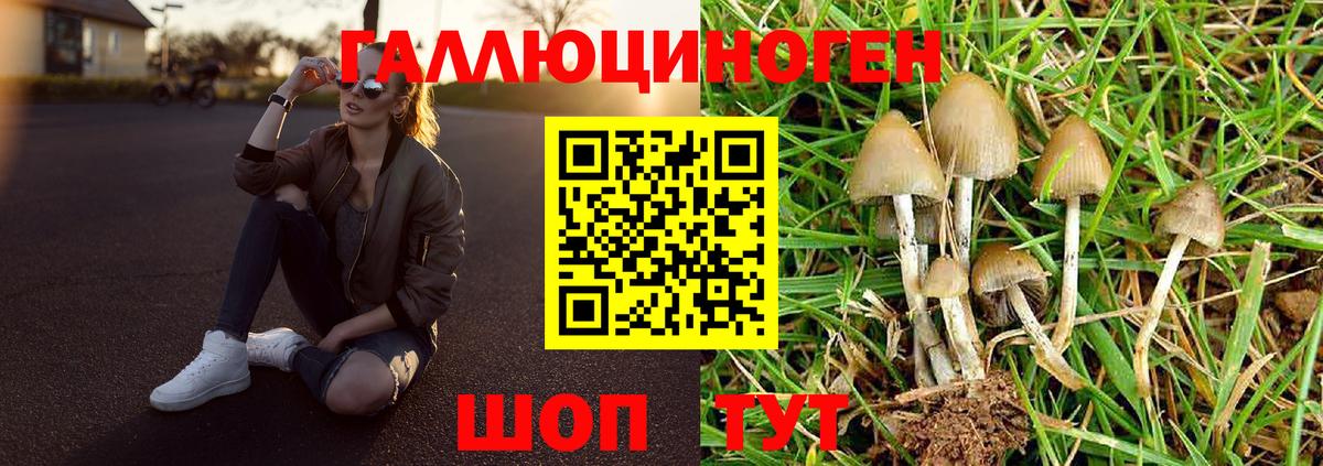 Галлюциногенные грибы Psilocybine cubensis Дятьково